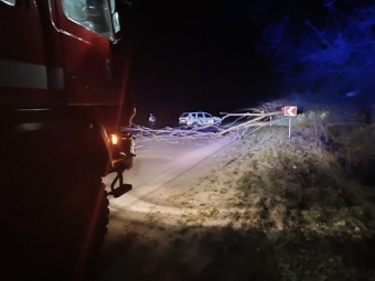 На трасі між Нововолинськом та Володимиром впало дерево і перекрило проїзд 