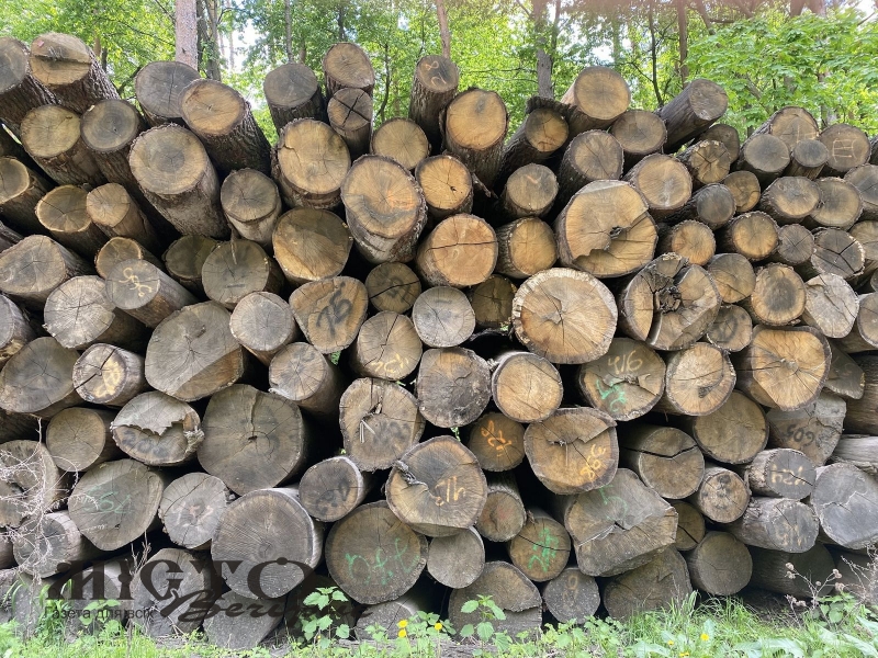 На Волині продають арештовану деревину 