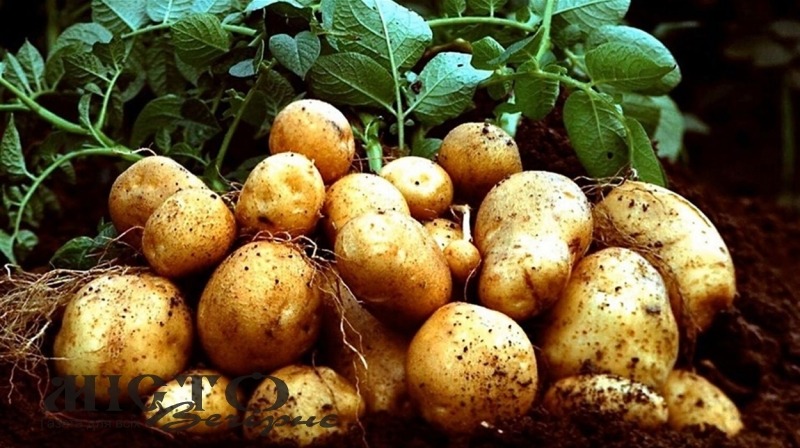 Якою буде ціна картоплі цього року 