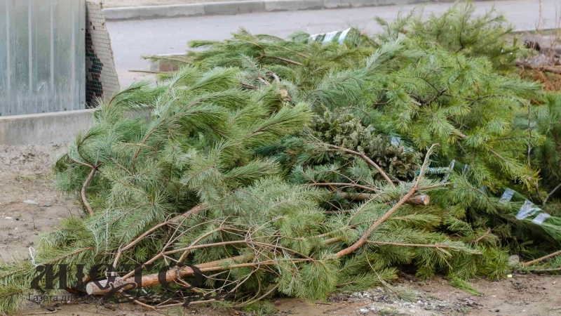 У Володимирі для складання ялинок відвели спеціальні місця 