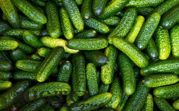 Ціни на огірки невпинно зростають, теплиці підняли вартість через дефіцит 