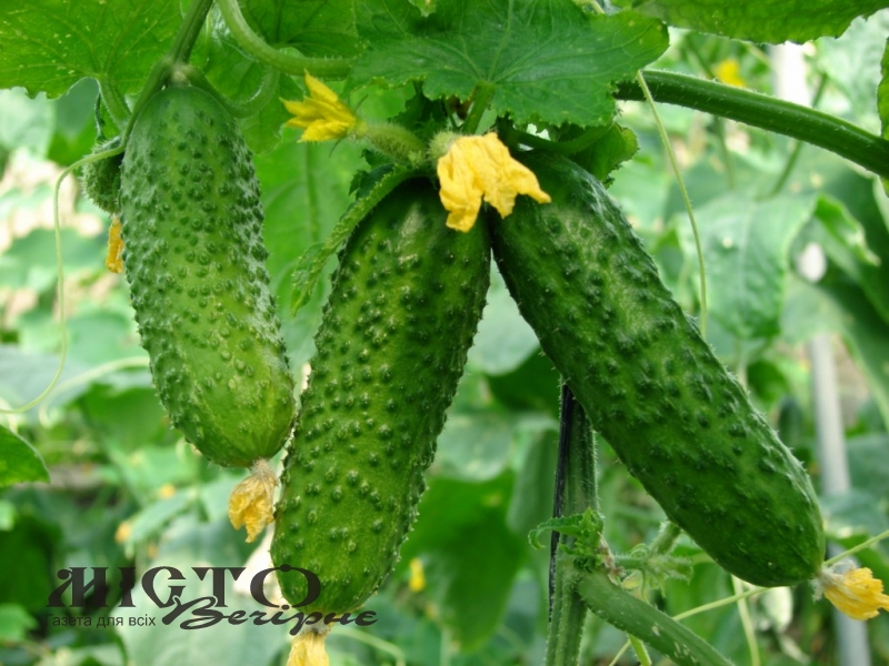 В Україні огірки щодня зростають у ціні 