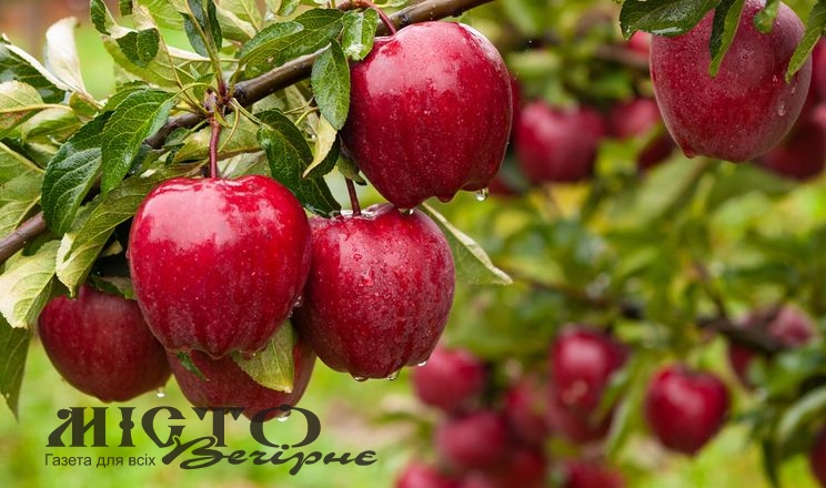 В Україні більше не буде дешевих яблук, ціни зростають 