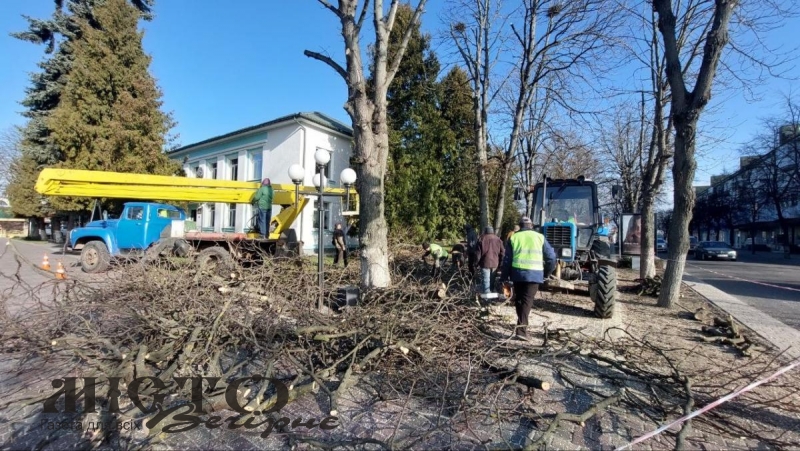 Дерева у Володимирі: які зрубають, а які просто підстрижуть 