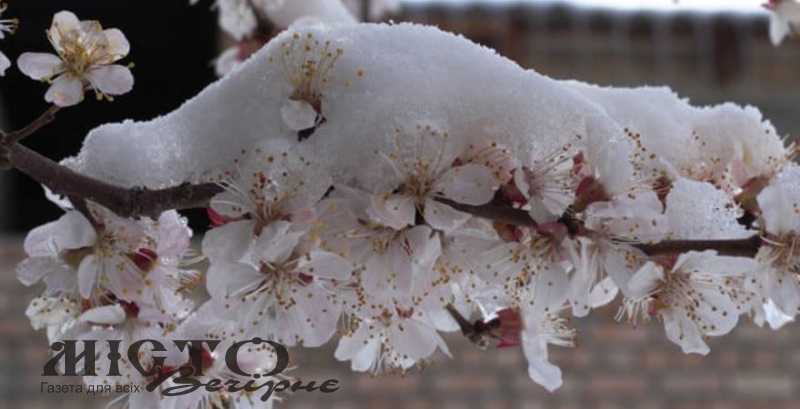 Весна на паузі: арктичне вторгнення принесе мокрий сніг і холод в Україну 