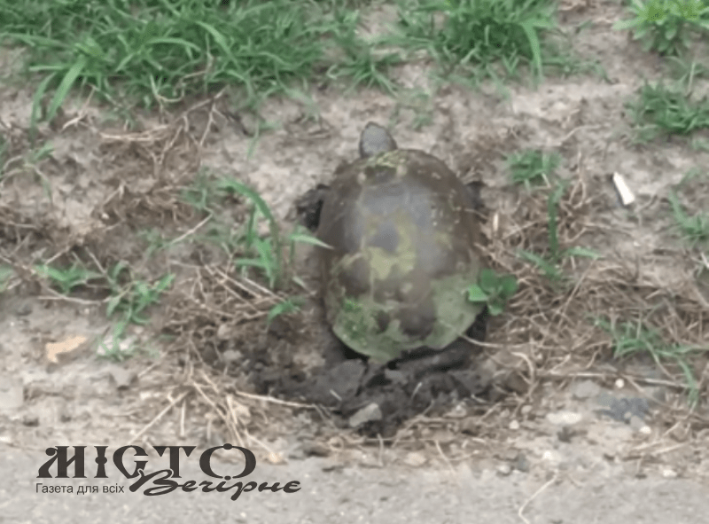 У Володимирі на Риловиці черепахи відкладають потомство 