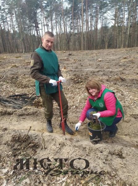 На Володимирщині висадили молоді сосни та дуби 