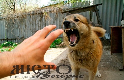 У селі на Волині виявили сказ у мертвого собаки 