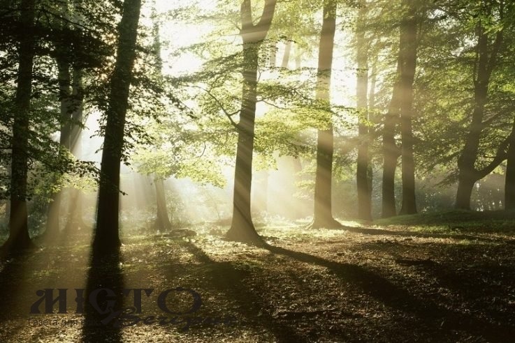Волинський ліс наповнив бюджети на понад 82 мільйони гривень 