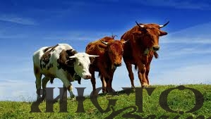 В Україні призупинили прийом заявок на виплати за утримання корів, кіз та овець 