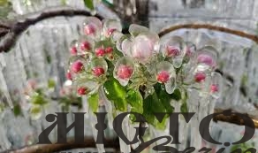 Українців попереджають про заморозки 