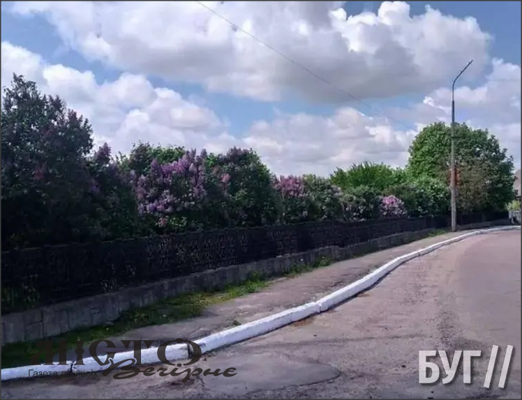 На території Іваничівської лікарні рясно цвіте бузкова алея 