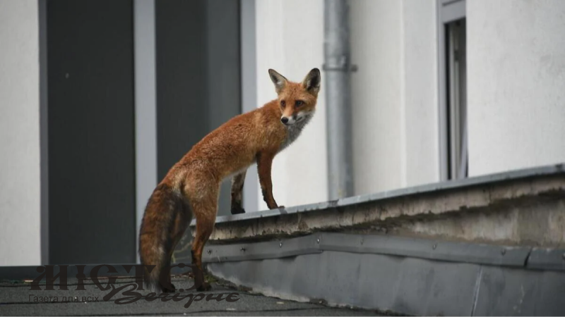 Вулицями Рівного бігала лисиця 