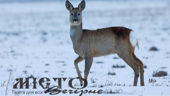 "Прибігла в Пункт незламності": у Рівному помітили незвичну дику тварину 