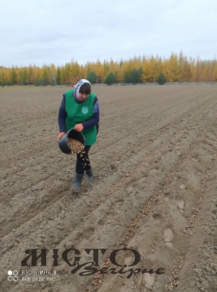 Володимирські лісівники висадили 3000 кілограмів жолудів 
