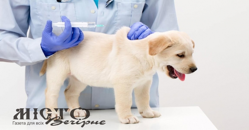 У Нововолинській громаді працюватиме мобільна бригада ветеринарів 