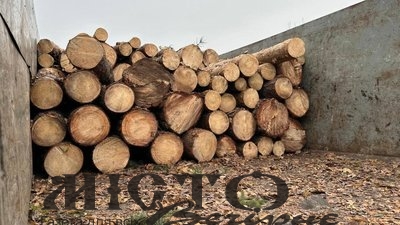 Незаконна рубка на Волині: посадовця лісгоспу підозрюють у збитках державі на понад мільйон 