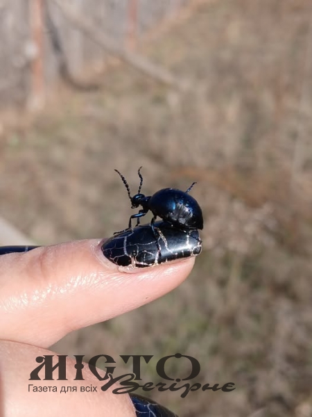 В Україні з'явилася дуже отруйна комаха, яка викликає опіки і навіть смерть 