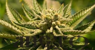 Суд у Локачах виніс вирок водієві за спробу контрабанди канабісу через «Ягодин» 