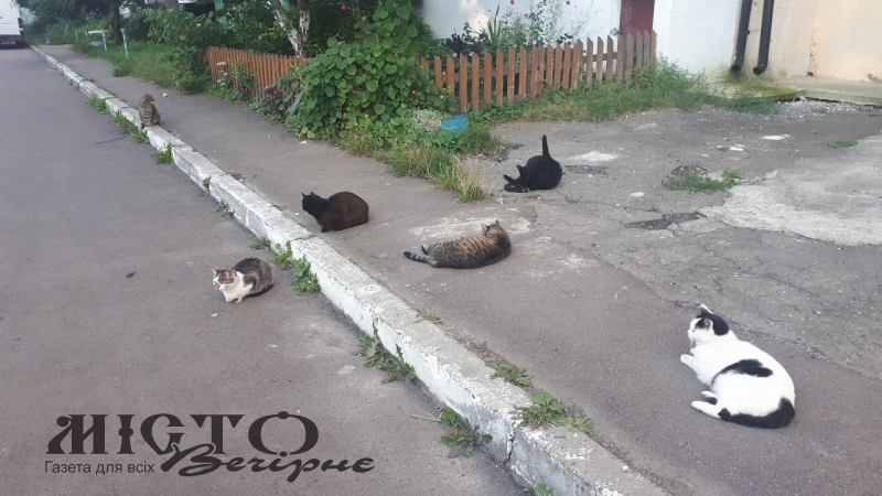 У Володимирі безпритульних тваринможна записати на безплатну стерилізацію 