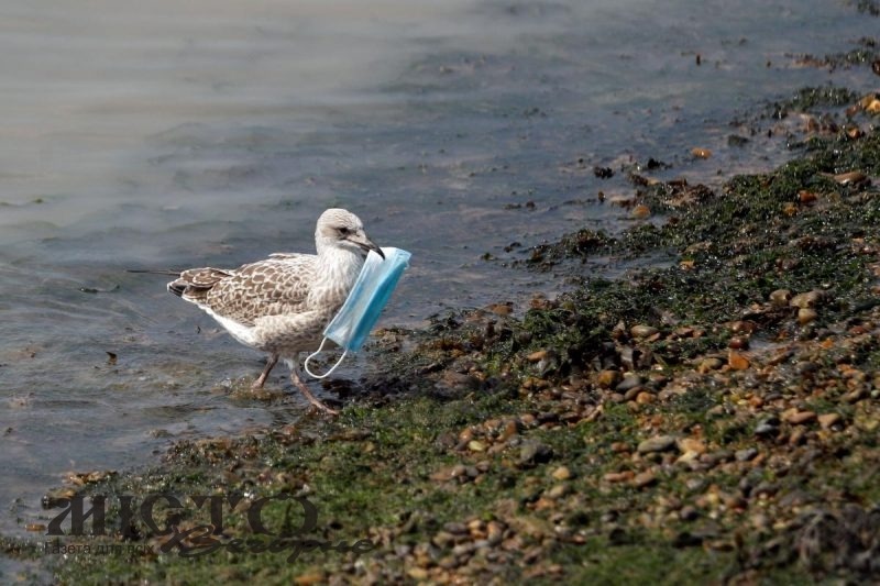 У Середземному морі маски вбивають тварин 