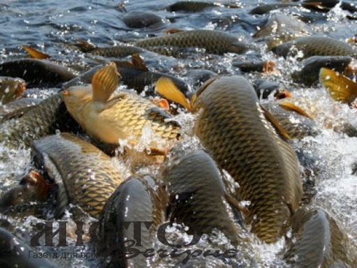 На водоймах Волині знову можна ловити рибу 