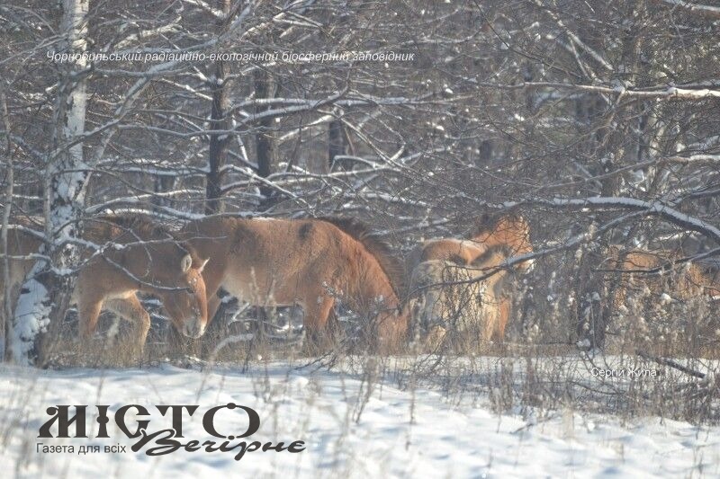 Здичавілим коровам Чорнобильської зони доводилося розгрібати сніг мордами 