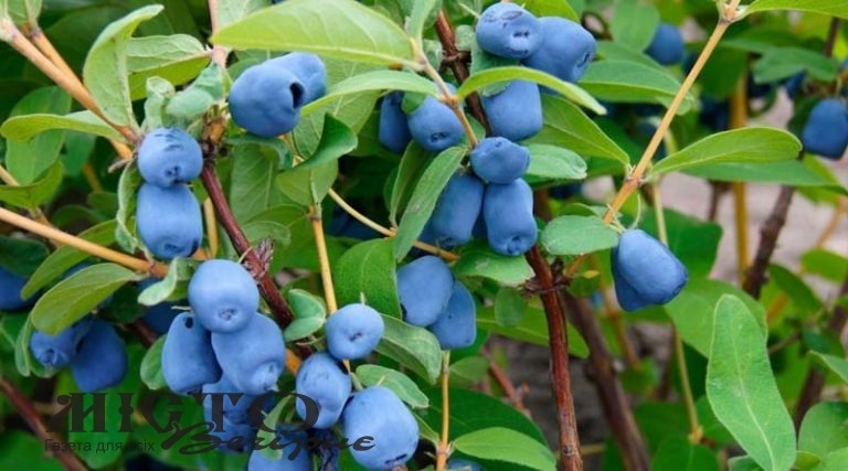 В Україні названо новий прибутковий напрям у садівництві 