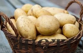 В Україні продовжує дорожчати картопля 