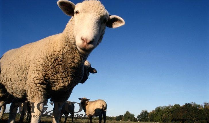 Україна нарощує експорт овець та кіз  