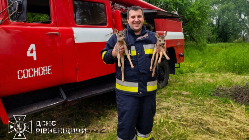 На Рівненщині врятували оленят з пожежі  
