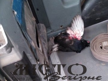 Екоінспектори Волині спіймали браконьєра, який вбив червонокнижного птаха 