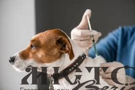 У Нововолинську працюватиме мобільний пункт вакцинації домашніх тварин 