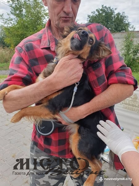 У Нововолинську вакцинують домашніх тварин від сказу 