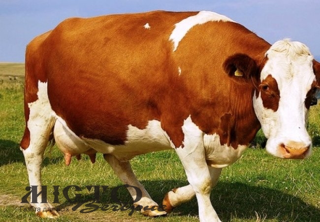 У Литовежі мотоцикліст збив корову і опинився в лікарні 