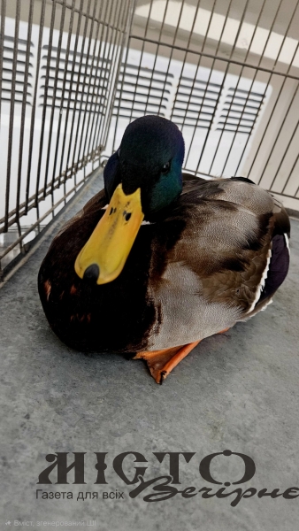 У Нововолинську врятували замерзлу дику качку 