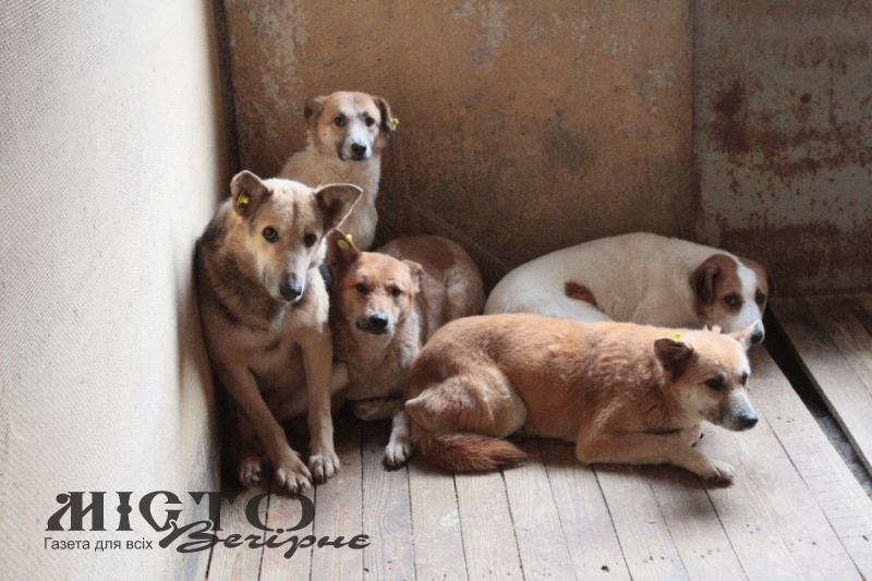 У Нововолинську зграї безпритульних собак лякають дітей і батьків 