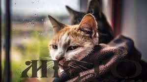 В Україну йде похолодання: названо точну дату 