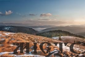 В Україні зареєстрували петицію про захист Карпат: закликають зупинити вирубку дерев у полонині Руна 