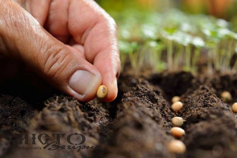 Місячний календар для висадки розсади у січні, лютому та березні 