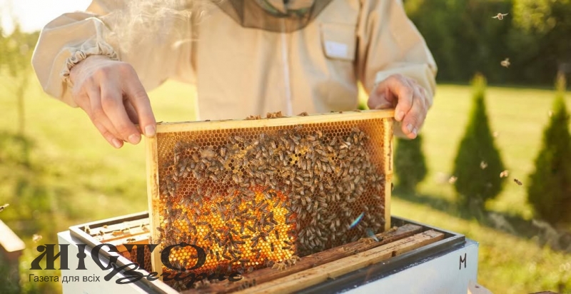 Відбудеться онлайн-семінар для пасічників Локачинщини 