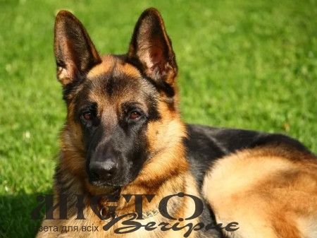 У мешканця Нововолинська конфіскували вівчарку за напад на дитину 