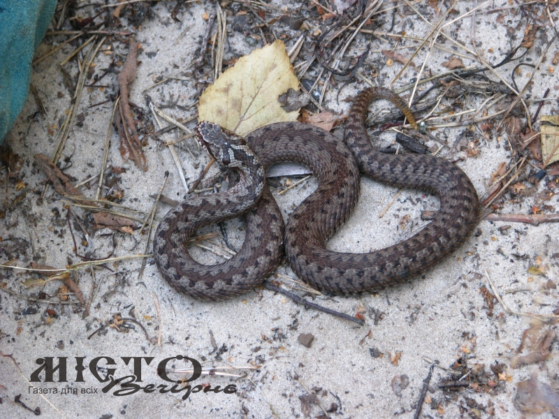 У МОЗ попередили про початок сезону активності змій 