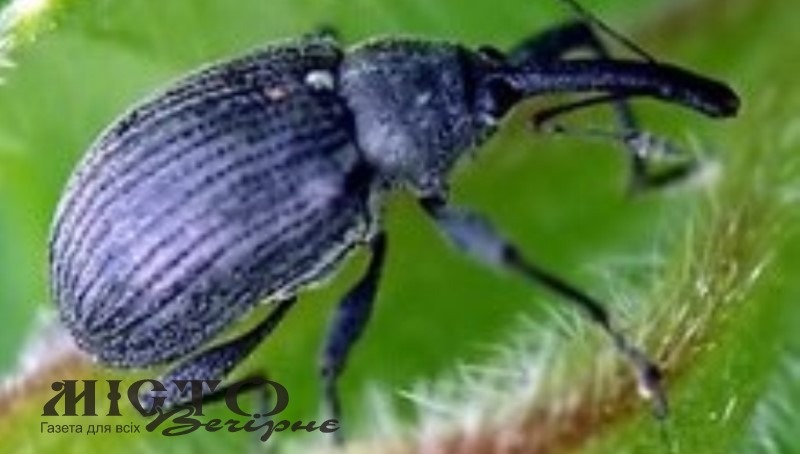 У Володимир-Волинському районі знайшли жуків-шкідників ріпаку 