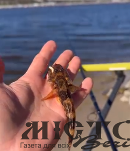 В Україні чоловік упіймав рибу незвичного кольору 