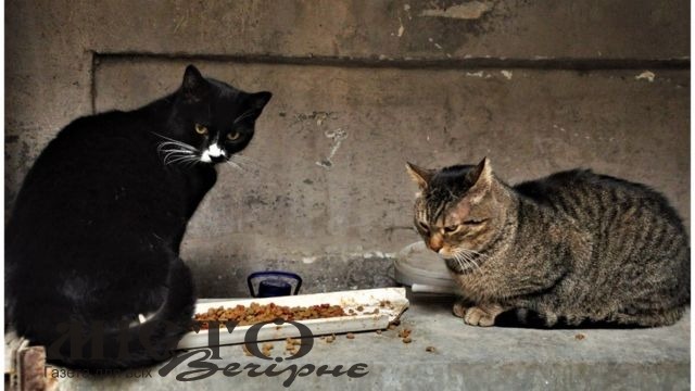 У Володимирі зоозахисники та міська влада закликають подбати про бездомних котів 