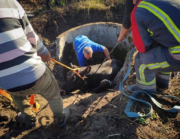 В Іваничівській громаді рятувальники врятували корову, яка впала в колодязь 