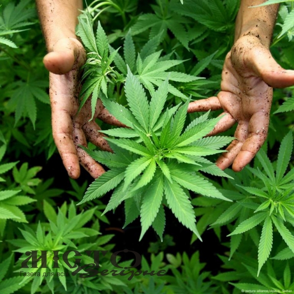 Натрапив на коноплю в лісі — і вирішив «не втрачати шанс»: в Іваничах судили мешканця Нововолинська 