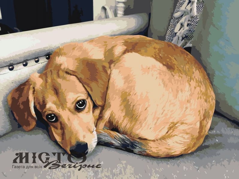 У Нововолинську невідомі спалили собаку: поліція відкрила справу 