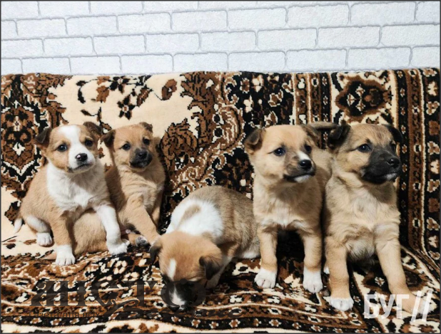 В Іваничах серед ночі безжально викинули 10 маленьких цуценят біля церкви 